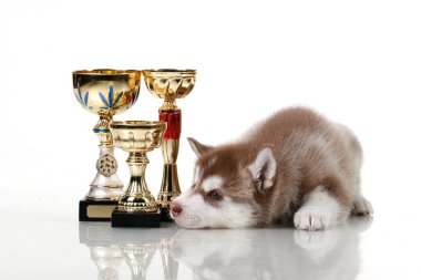 Ödüllü sevimli Sibirya Husky köpeği.