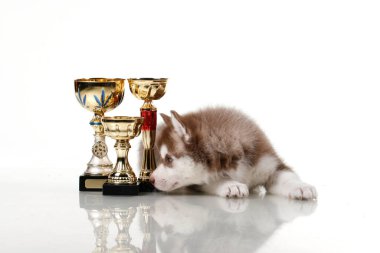 Ödüllü sevimli Sibirya Husky köpeği.