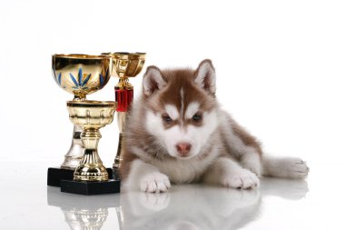 Ödüllü sevimli Sibirya Husky köpeği.