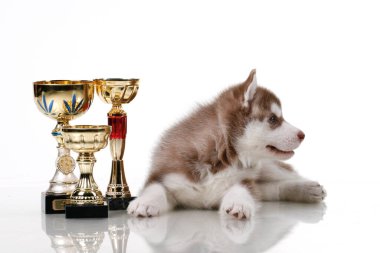 Ödüllü sevimli Sibirya Husky köpeği.