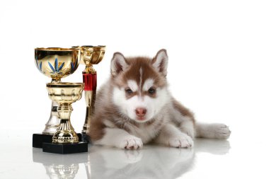 Ödüllü sevimli Sibirya Husky köpeği.