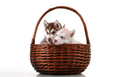 Hasır sepette sevimli Sibirya Husky yavruları 