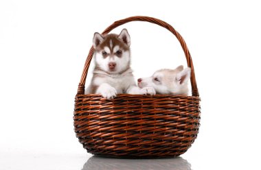 Hasır sepette sevimli Sibirya Husky yavruları 