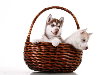 Hasır sepette sevimli Sibirya Husky yavruları 