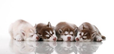 Stüdyo arka planında sevimli Sibirya Husky yavruları 
