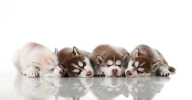 Stüdyo arka planında sevimli Sibirya Husky yavruları 