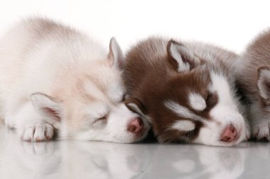 Stüdyo arka planında sevimli Sibirya Husky yavruları 