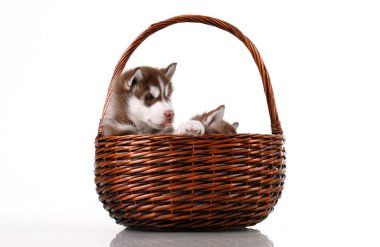 Hasır sepette sevimli Sibirya Husky yavruları 