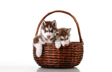 Hasır sepette sevimli Sibirya Husky yavruları 