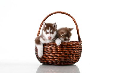 Hasır sepette sevimli Sibirya Husky yavruları 