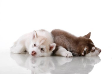 Stüdyo arka planında sevimli Sibirya Husky yavruları 