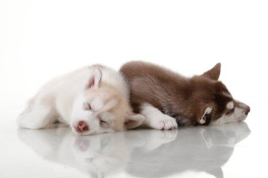 Stüdyo arka planında sevimli Sibirya Husky yavruları 