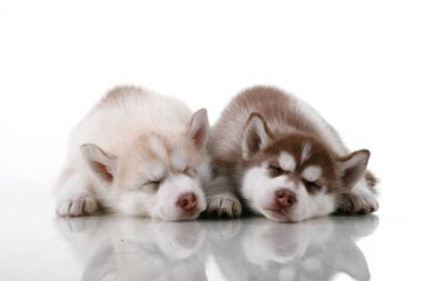 Stüdyo arka planında sevimli Sibirya Husky yavruları 