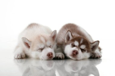 Stüdyo arka planında sevimli Sibirya Husky yavruları 