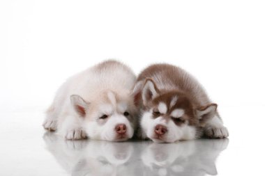 Stüdyo arka planında sevimli Sibirya Husky yavruları 