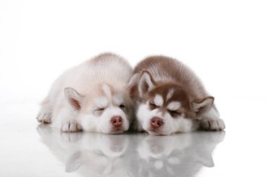 Stüdyo arka planında sevimli Sibirya Husky yavruları 