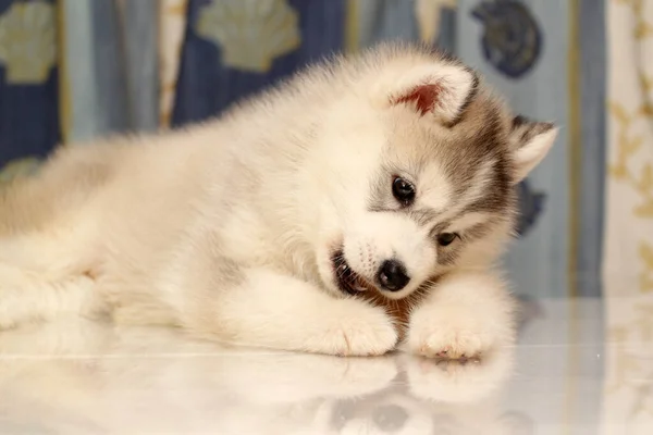 Adorable Cachorro Husky Siberiano Fondo Del Estudio — Foto de Stock