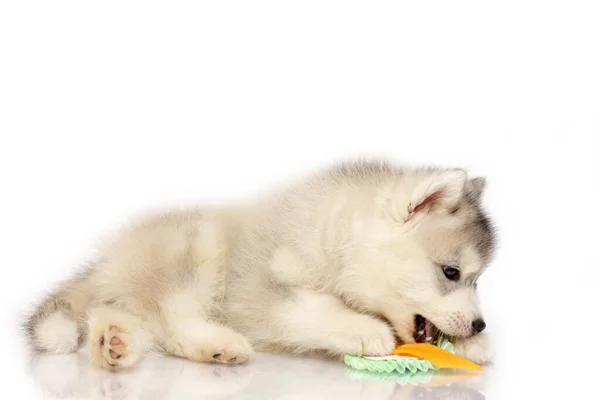 Adorable Siberian Husky Puppy Studio Background — Stock Photo, Image