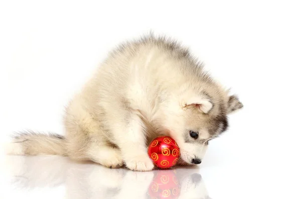 Adorable Siberian Husky Cachorro Concepto Navidad — Foto de Stock