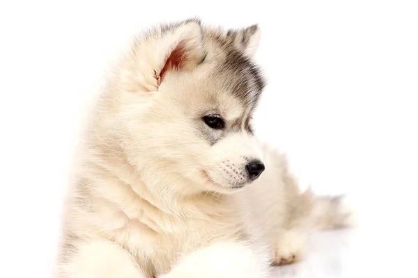 Stüdyonun Arka Planında Sevimli Sibirya Husky Köpeği — Stok fotoğraf