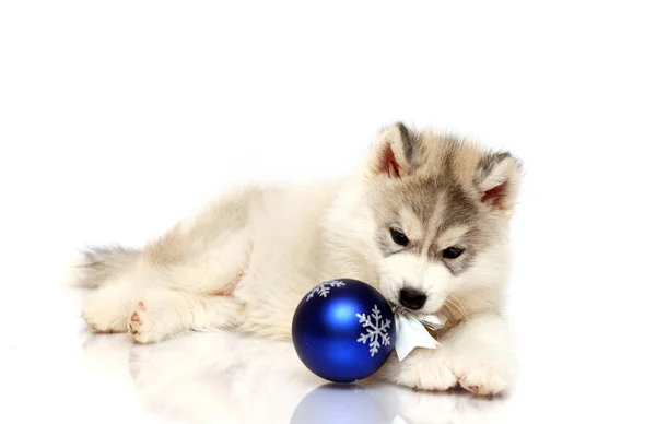 Adorable Siberian Husky Cachorro Concepto Navidad — Foto de Stock