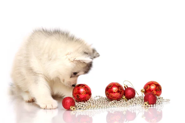 Entzückende Siberian Husky Welpen Weihnachtskonzept — Stockfoto