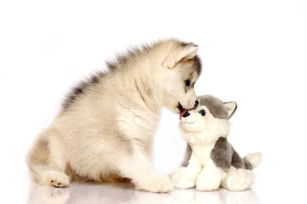 Adorabile Cucciolo Siberiano Husky Con Giocattolo — Foto Stock