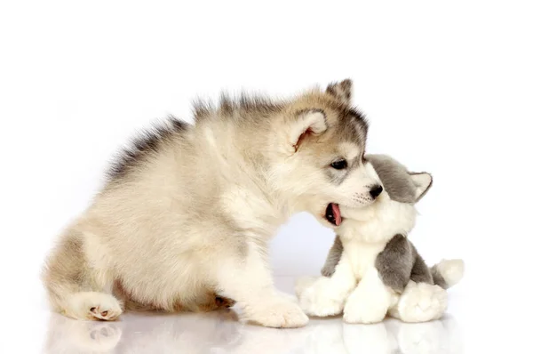 Adorable Cachorro Husky Siberiano Con Juguete — Foto de Stock