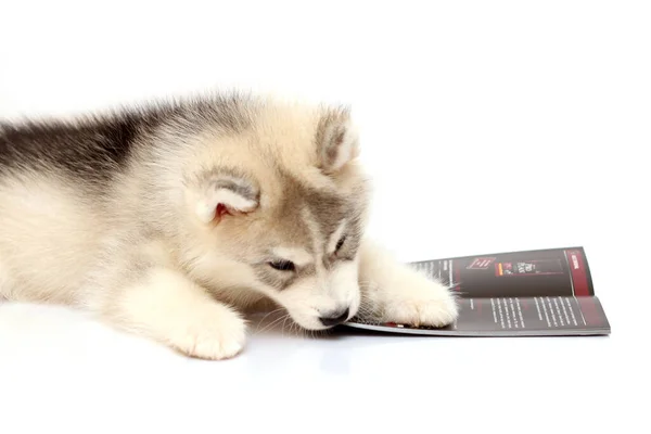 Rozkošné Sibiřské Husky Štěně Pozadí Studia — Stock fotografie