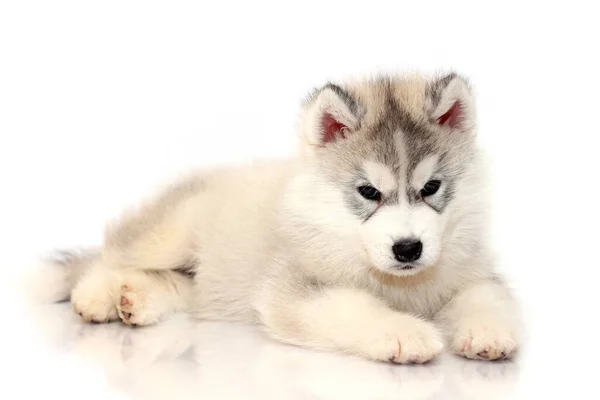 Adorável Siberian Husky Filhote Cachorro Fundo Estúdio — Fotografia de Stock