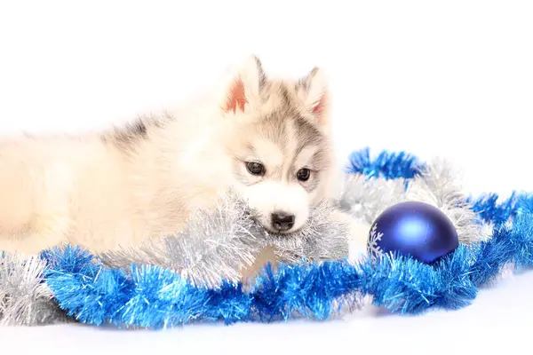 Adorável Siberian Husky Filhote Cachorro Conceito Natal — Fotografia de Stock