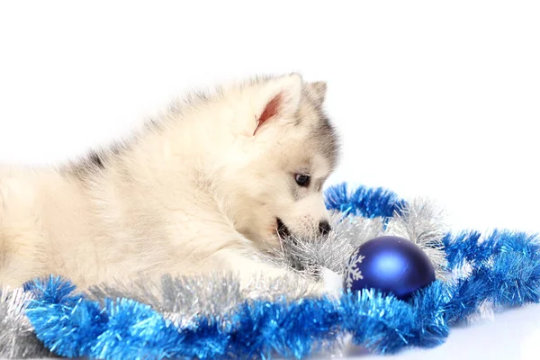 Adorável Siberian Husky Filhote Cachorro Conceito Natal — Fotografia de Stock