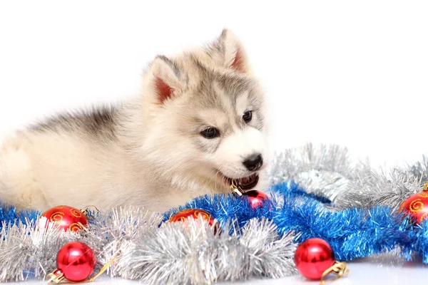 Schattig Siberisch Husky Puppy Kerstconcept — Stockfoto