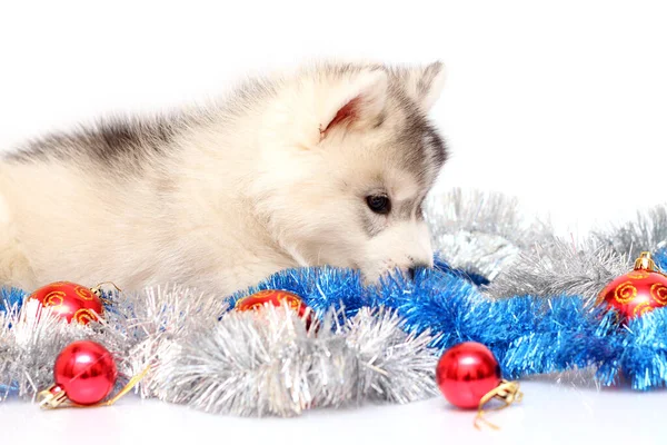 Uroczy Syberyjski Husky Szczeniak Koncepcja Bożego Narodzenia — Zdjęcie stockowe