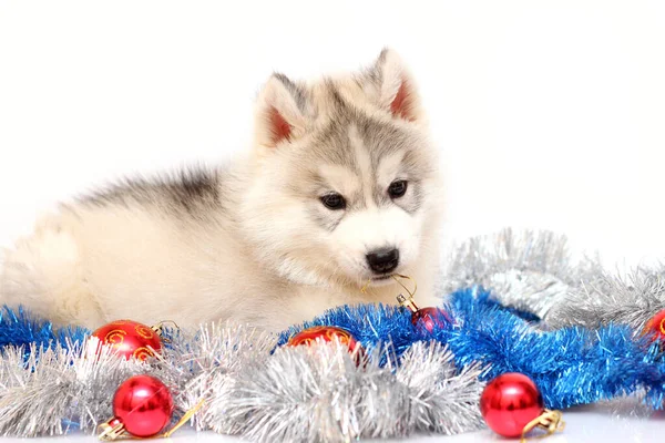 Adorável Siberian Husky Filhote Cachorro Conceito Natal — Fotografia de Stock