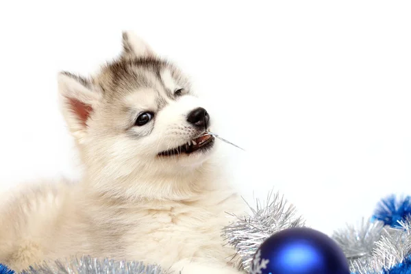 Adorável Siberian Husky Filhote Cachorro Conceito Natal — Fotografia de Stock