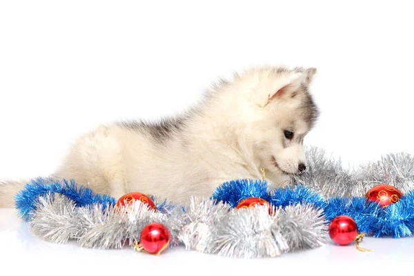 Adorável Siberian Husky Filhote Cachorro Conceito Natal — Fotografia de Stock