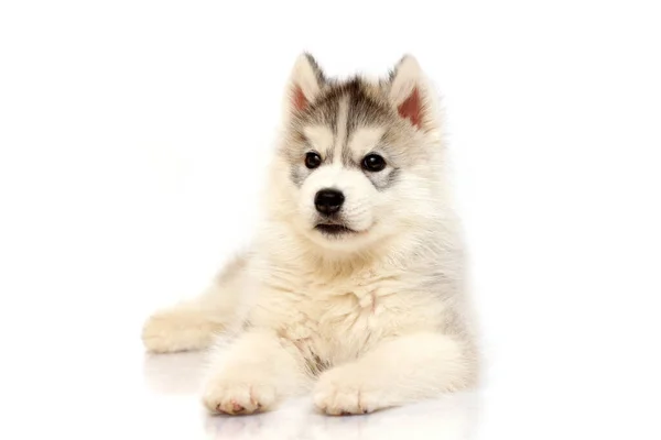 Adorável Siberian Husky Filhote Cachorro Fundo Estúdio — Fotografia de Stock