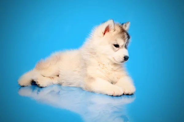 Schattige Siberische Husky Puppy Studio Achtergrond — Stockfoto