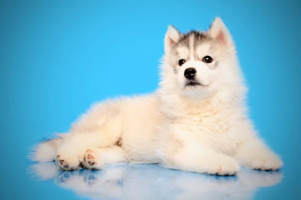 Adorable Siberian Husky Puppy Studio Background — Stock Photo, Image