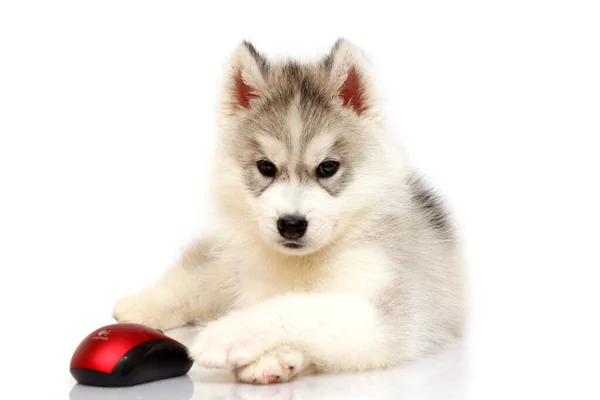 Adorable Siberian Husky Puppy Studio Background — Stock Photo, Image