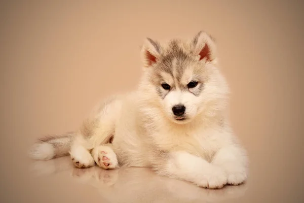 Adorabile Cucciolo Siberiano Husky Sfondo Studio — Foto Stock