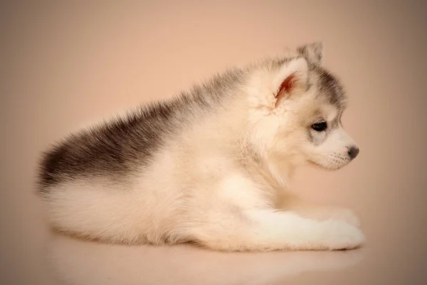 Adorável Siberian Husky Filhote Cachorro Fundo Estúdio — Fotografia de Stock