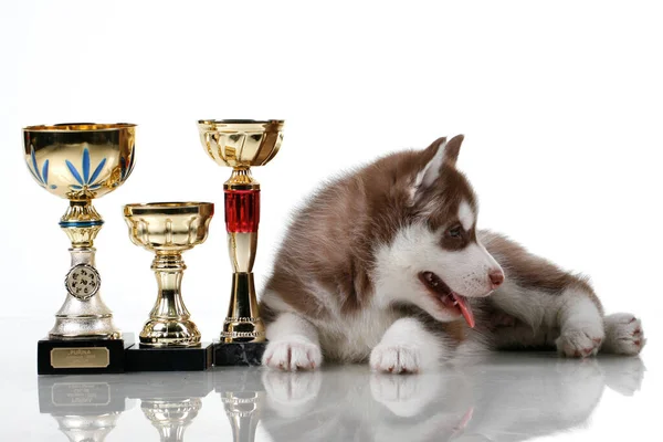 Ödüllü sevimli Sibirya Husky köpeği.