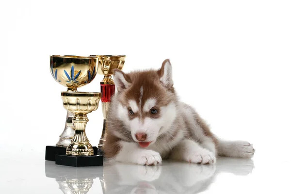 Adorable Siberian Husky Puppy Awards — Stock Photo, Image