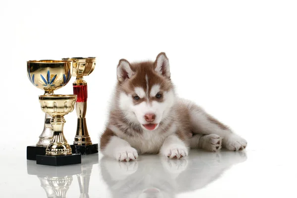 Adorabile Cucciolo Siberiano Husky Con Premi — Foto Stock
