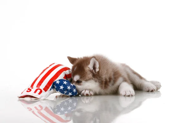 Adorável Cachorro Husky Siberiano Com Bandeira Dos Eua — Fotografia de Stock