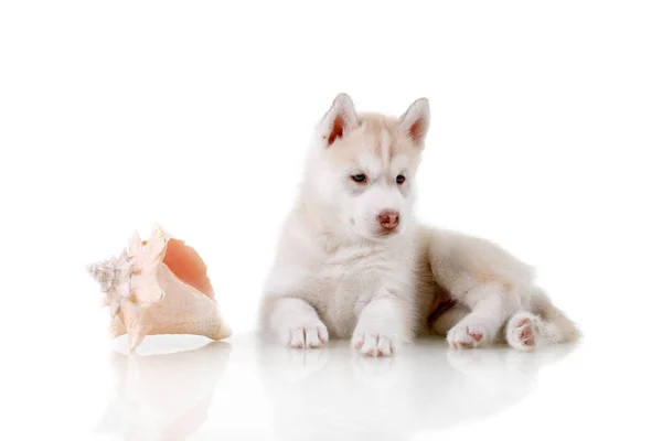 Entzückender Siberian Husky Welpe Mit Muschel Auf Weißem Hintergrund — Stockfoto