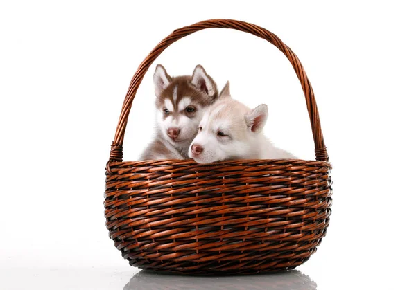 Adorable Siberian Husky Puppies Wicker Basket — Stock Photo, Image