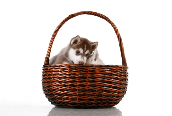 Adorables Chiots Husky Sibériens Dans Panier Osier — Photo